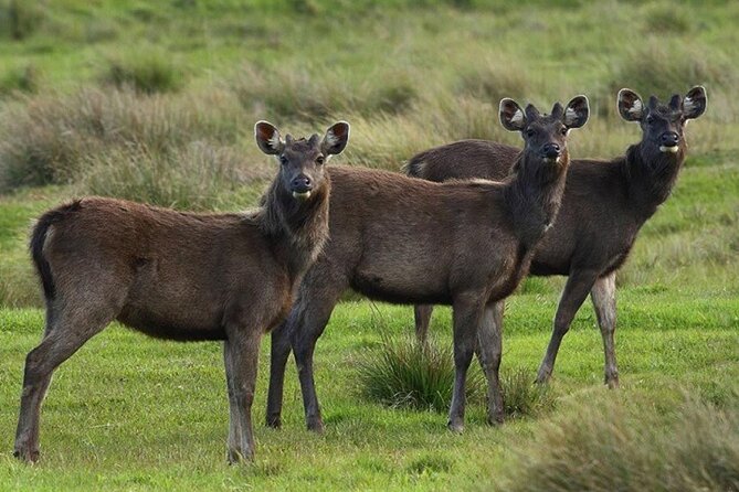 Horton Plains National Park : Private Guided Trekking Tour - Reservation and Cancellation Policies