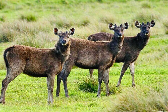 Horton Plains Park & Worlds End Guided Trekking From Nuwara Eliya - Is This Tour Worth It?