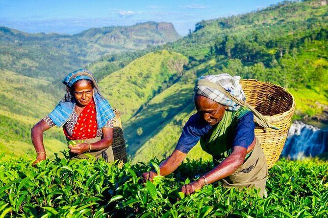 Horton Plains Tea Factory and Nuwara Eliya Day Tour - Good To Know