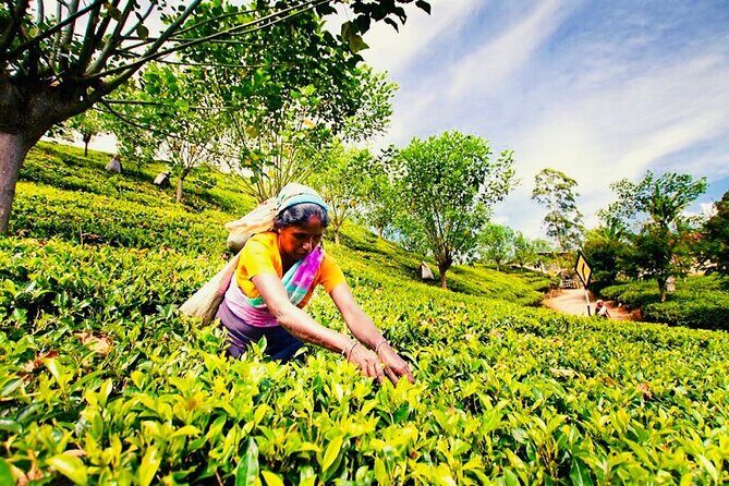 Horton Plains Tea Factory and Nuwara Eliya Day Tour - Exploring the Itinerary: What You Can Expect