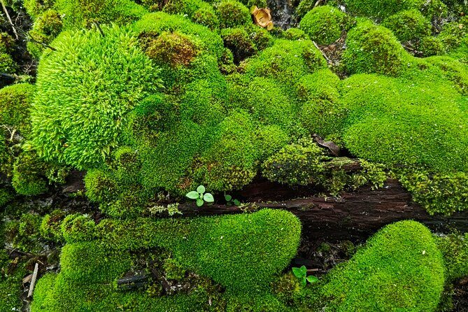 Hot Springs NP Self Guided Driving and Walking Audio Tour - Good To Know