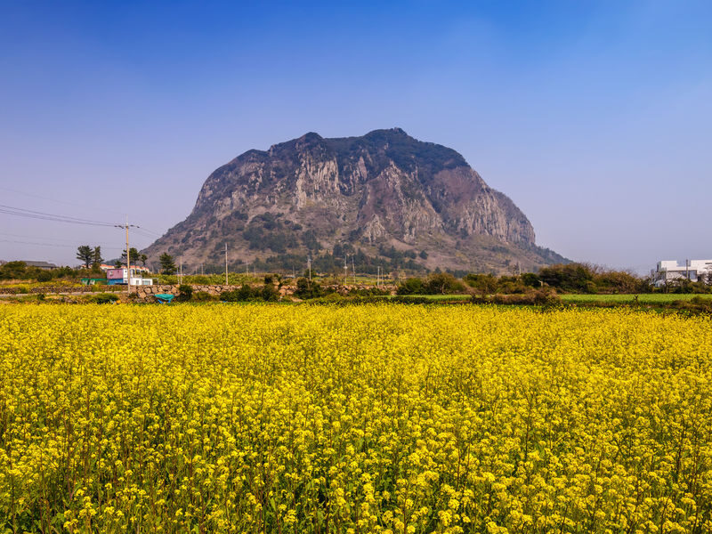 Hotel Pick-up: Canola Flower Spring Day Tour With UNESCO Spots - Hallasan’s Eoseungsaengak Trail