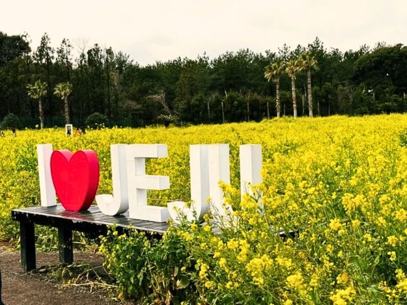 Hotel Pick-up: Canola Flower Spring Day Tour With UNESCO Spots - Jusangjeollidae and the force of lava