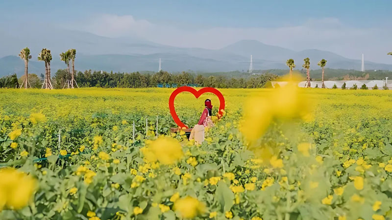 Hotel Pick-up: Canola Flower Spring Day Tour With UNESCO Spots - Sanbangsan’s canola fields