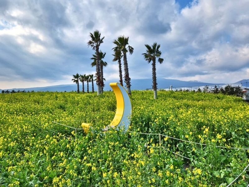 Hotel Pick-up: Canola Flower Spring Day Tour With UNESCO Spots - Osulloc and the tea fields