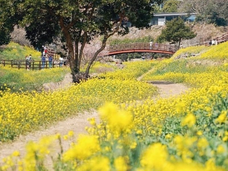 Hotel Pick-up: Canola Flower Spring Day Tour With UNESCO Spots - What the price buys, and what it doesn’t