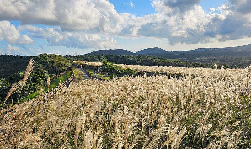 Hotel Pick-up: Jeju Autumn Pink Muhly Day Tour - Small Group - Cheonwangsa Temple or Seongeup Folk Village