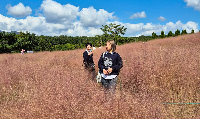 Hotel Pick-up: Jeju Autumn Pink Muhly Day Tour - Small Group - Sangumburi, Jeju’s silver grass crater