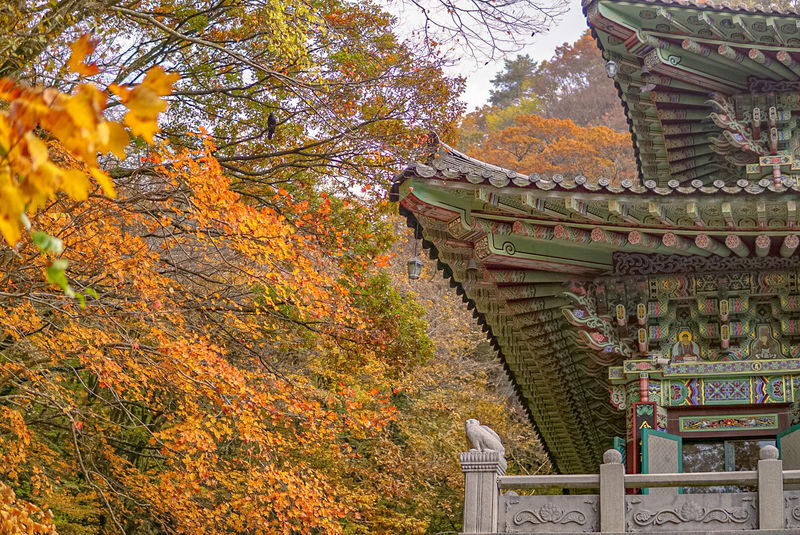 Hotel Pick-up: Jeju Autumn Pink Muhly Day Tour - Small Group - The guide and group experience