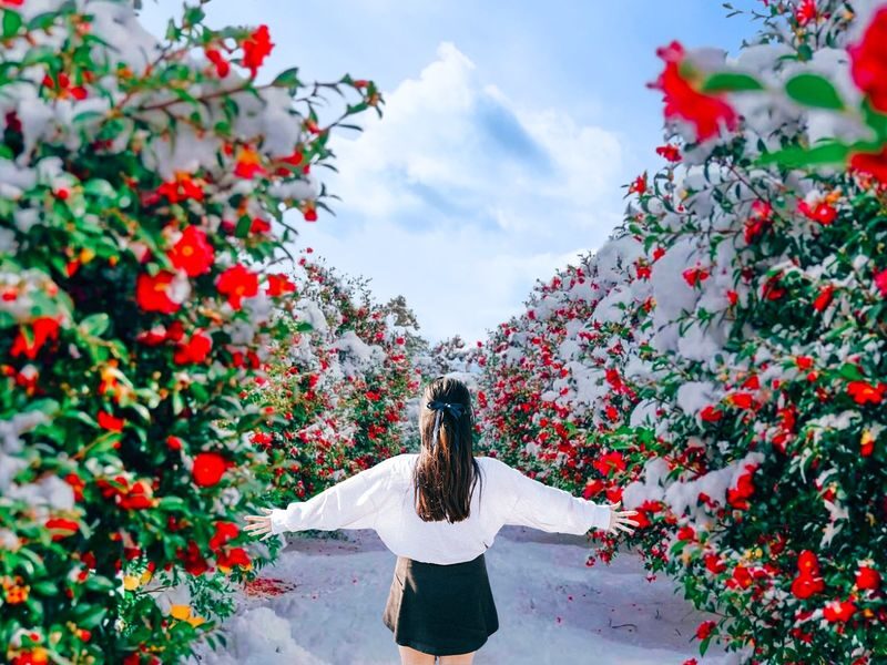 Hotel Pick up: Jeju Camellia & Tangerine & Snow Winter Tour - At a glance: Jeju’s winter day out