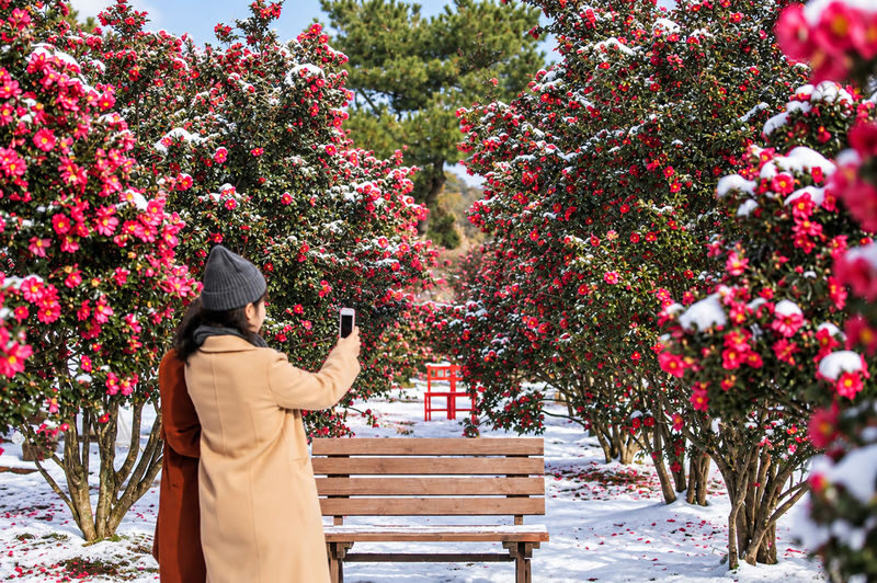 Hotel Pick up: Jeju Camellia & Tangerine & Snow Winter Tour - A full day, not a one-hour outing