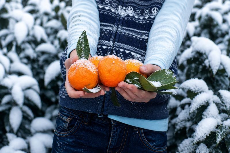 Hotel Pick up: Jeju Camellia & Tangerine & Snow Winter Tour - Seongsan Ilchulbong and the Haenyeo possibility