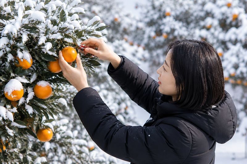 Hotel Pick up: Jeju Camellia & Tangerine & Snow Winter Tour - Tangerine picking: the sweetest practical stop