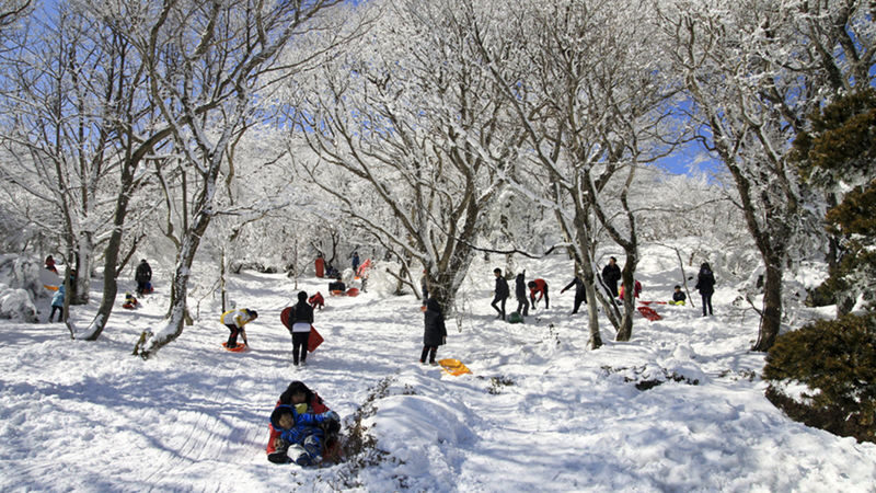 Hotel Pick up: Jeju Camellia & Tangerine & Snow Winter Tour - Sunrise Land and Micheon Cave