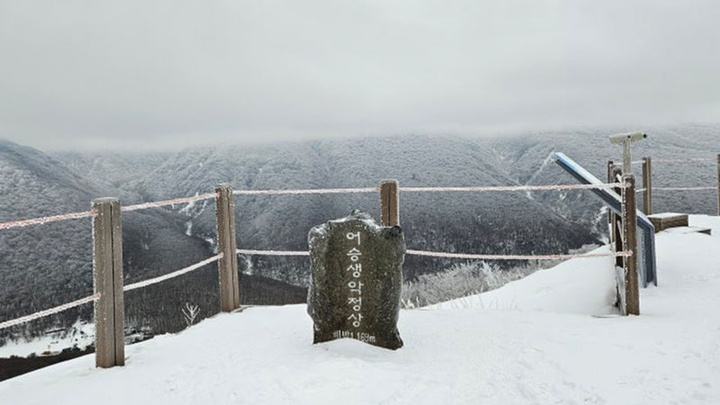 Hotel Pick up: Jeju Camellia & Tangerine & Snow Winter Tour - What the guides add to the day