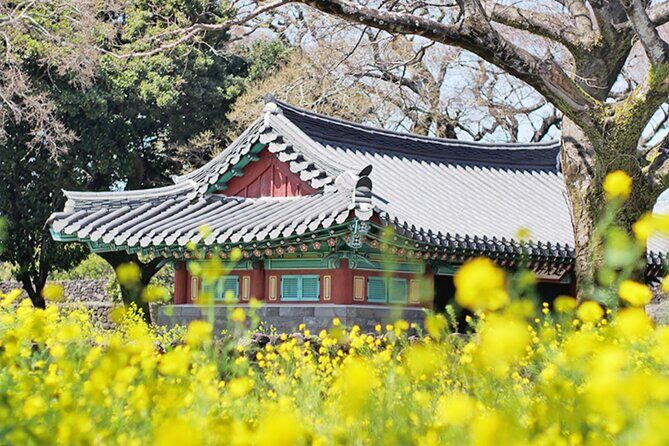 (Hotel PickUp) Jeju EAST Canola Flower Festival Tour with UNESCO - Good To Know