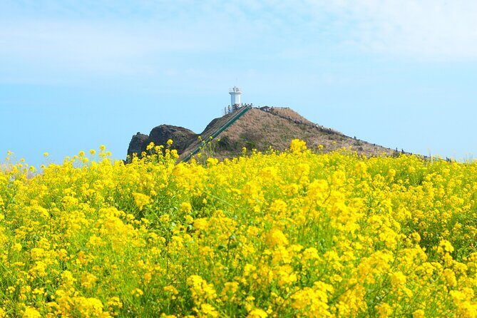(Hotel PickUp) Jeju EAST Canola Flower Festival Tour with UNESCO - An In-Depth Look at the Jeju Canola Flower Festival Tour