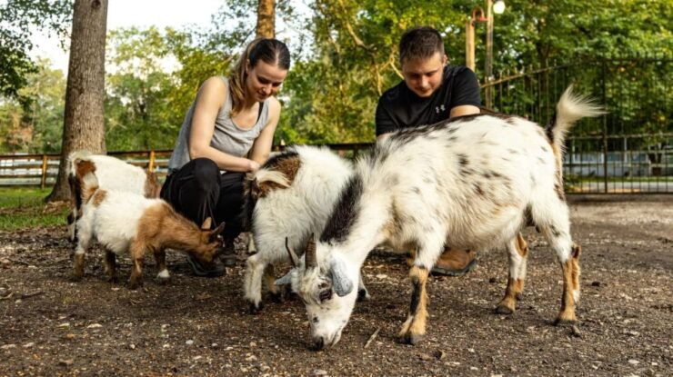 Houston: Adorable Mini Goats Experience E - Overview of Mini Goats Experience