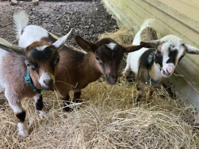Houston: Adorable Mini Goats Experience E - Unique Features of Nigerian Dwarf Goats