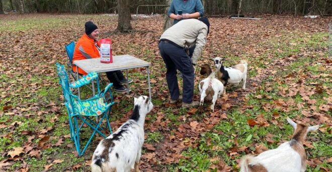 Houston: Adorable Mini Goats Experience E - Tips for Caring for Mini Goats