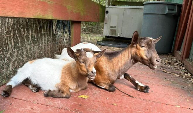 Houston: Adorable Mini Goats Experience E - Experience the Joy of Goat Feeding