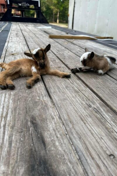 Houston: Adorable Mini Goats Experience E - The Sum Up