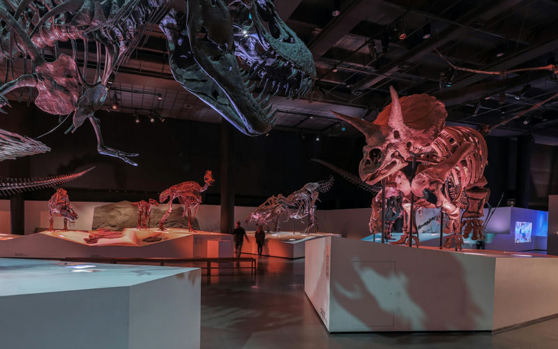 Houston Museum of Natural Science Admission Ticket - Start with the fossils, then follow your curiosity