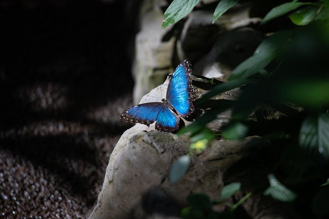 Houston Museum of Natural Science and Cockrell Butterfly Center - The Cockrell Butterfly Center and Brown Hall of Entomology