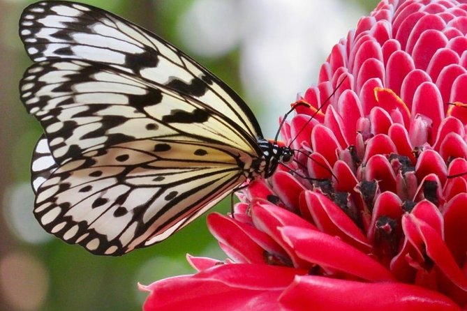 Houston Museum of Natural Science and Cockrell Butterfly Center - Live Insects, Mounted Specimens, and Insect Models