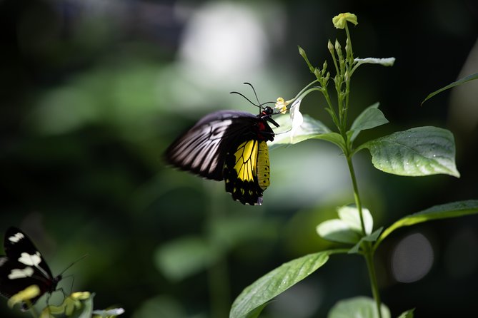 Houston Museum of Natural Science and Cockrell Butterfly Center - Common Questions