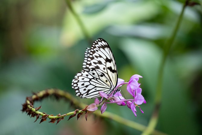 Houston Museum of Natural Science and Cockrell Butterfly Center - The Sum Up