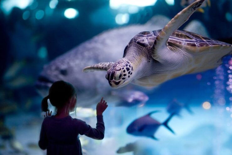 Houston Tour and Aquarium Ticket - Experience Highlights