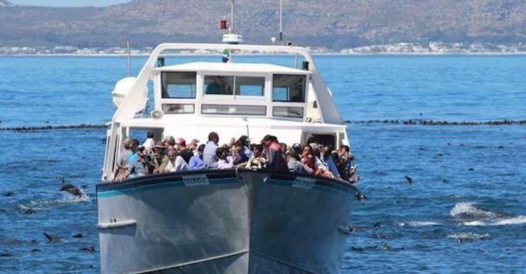 Hout Bay: Duiker Island Seal Colony Cruise - Pricing Information