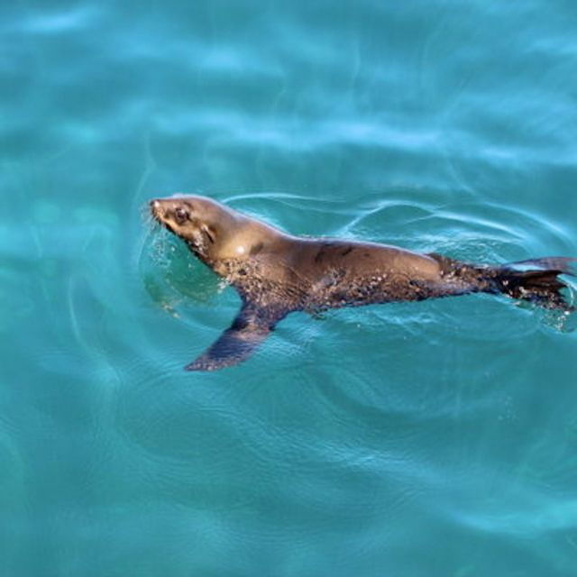 Hout Bay: Duiker Island Seal Colony Cruise - Duration and Language