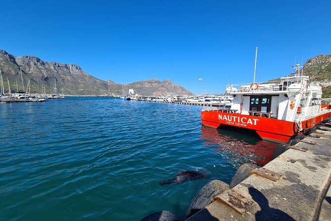 Hout Bay Tour Boat Trip to Seal Island and Drive up Chapmans Peak - Exploring the Wildlife