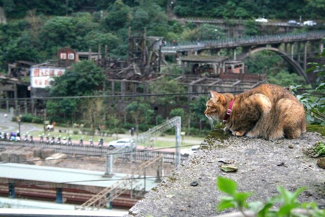 Houtong Cat Village & Jiufen A-Mei Teahouse & Shifen Day Tour - The Sum Up: Who Will Love This Trip?