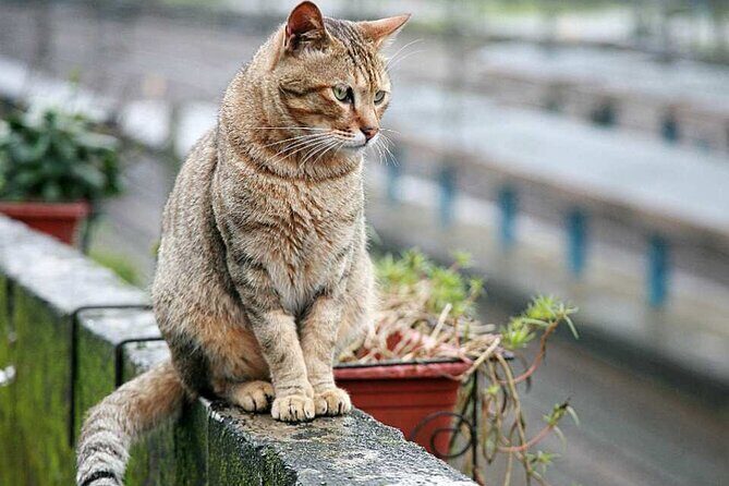 Houtong Cat Village, Shifen Sky Lantern and Jiufen Full Day Tour - FAQ