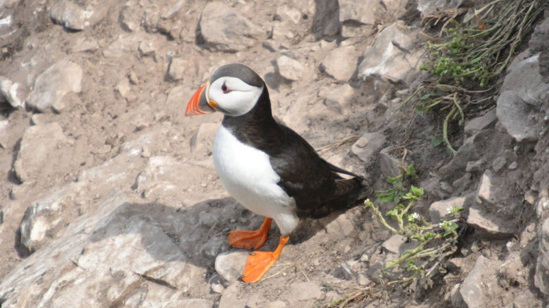 Howth Coastal Boat Tour in Dublin - Who will enjoy this short coastal trip