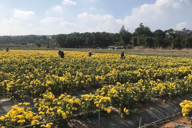 Hsinchu Sugar Culture and Dried Persimmon Experience From Taipei - Common Questions