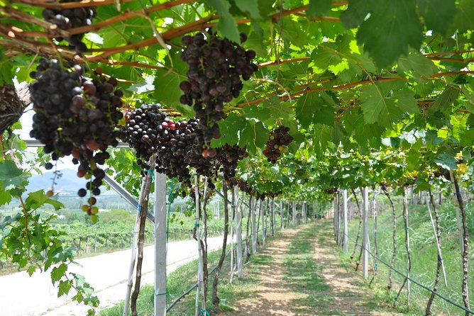 Hua Hin Hills Vineyard - Location and History