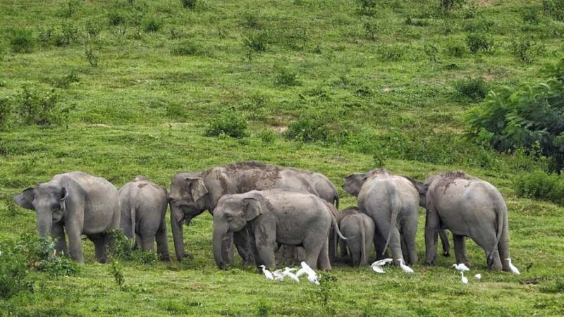 Hua Hin: Kui Buri Elephant Safari Private Tour - First Impressions and Overall Experience