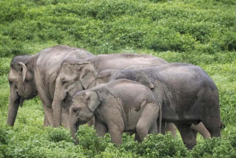 Hua Hin: Kui Buri Elephant Safari Private Tour - An In-Depth Look at the Kui Buri Elephant Safari