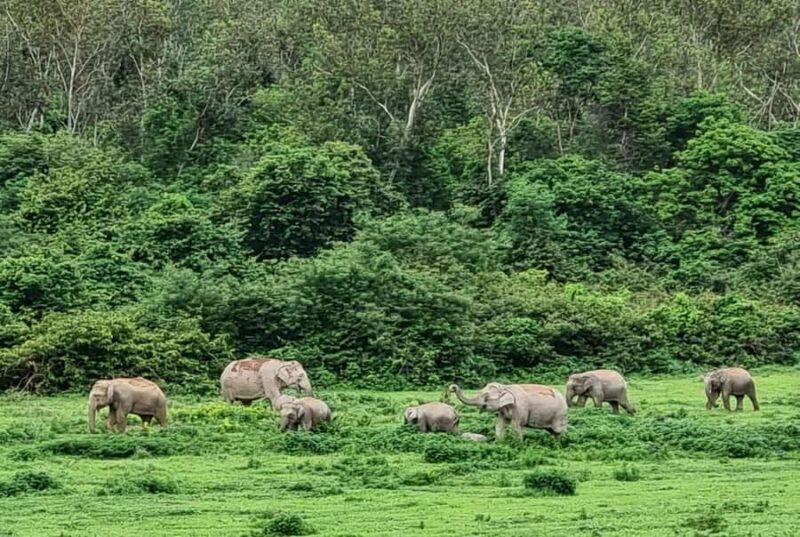 Hua Hin: Kui Buri Elephant Safari Private Tour - Final Thoughts: Who Will Love This Tour?