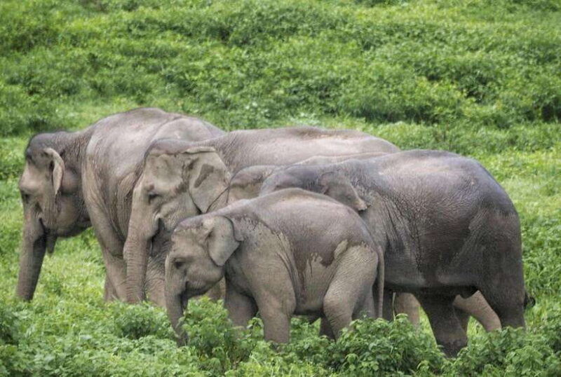 HUA HIN : Kui Buri Elephant Safari Tour (Private 2 or 3 Pax) - Good To Know