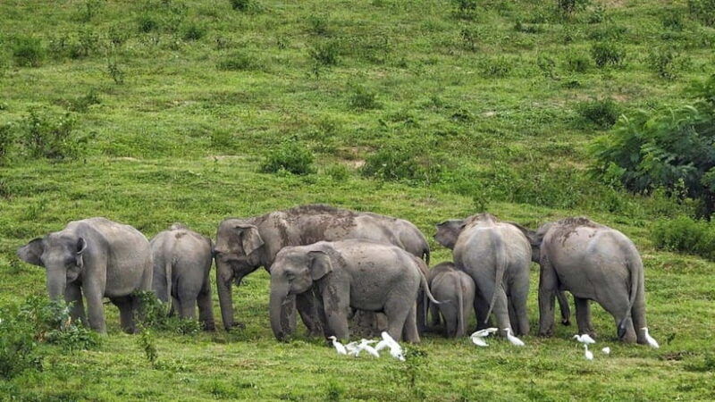 HUA HIN : Kui Buri Elephant Safari Tour (Private 2 or 3 Pax) - Itinerary and Logistics