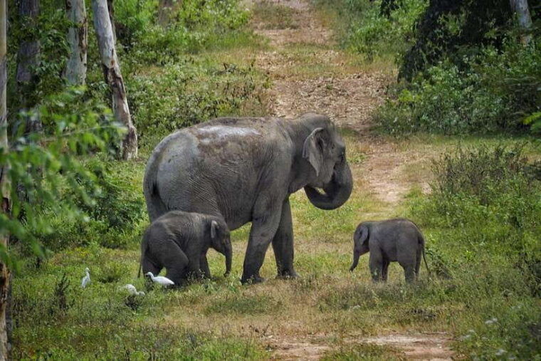 HUA HIN : Kui Buri Elephant Safari Tour (Private 2 or 3 Pax) - Wildlife Experience