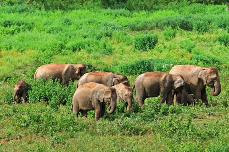 Hua Hin: Kui Buri Elephant Watching - Kui Buri’s elephants are the reason to go