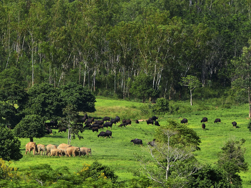 Hua Hin: Kui Buri Elephant Watching - From Hua Hin to the park at noon