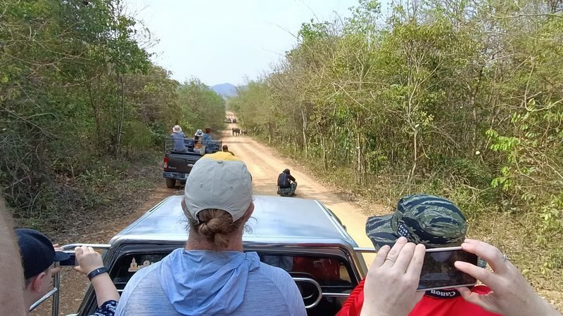 Hua Hin: Kui Buri Elephant Watching - Watching from the park roads