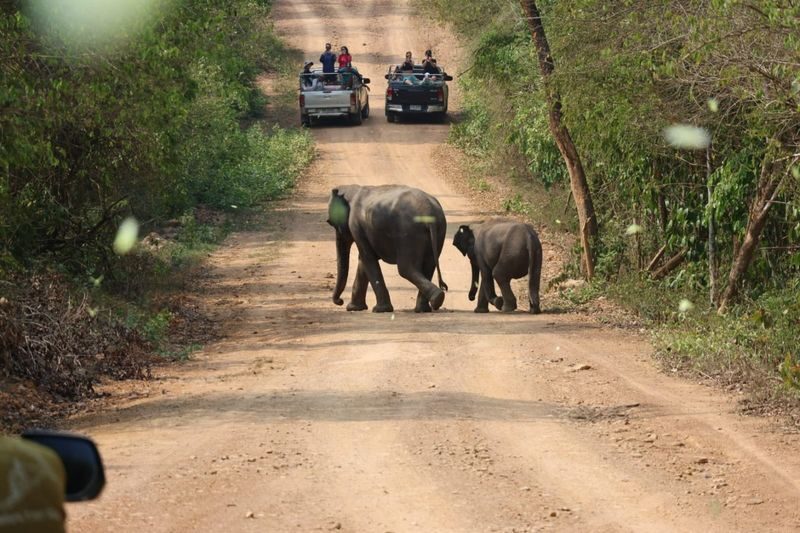 Hua Hin: Kui Buri Elephant Watching - What the price covers, and what it does not